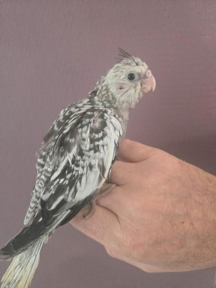 Tamme valken, Dieren en Toebehoren, Vogels | Parkieten en Papegaaien