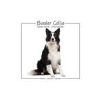 Calendrier Border Collie 2018, Enlèvement ou Envoi, Calendrier annuel, Neuf