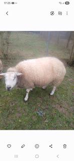 3 brebis ( enceintes ), Animaux & Accessoires