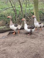 Trio (bonte) vlaamse ganzen, Dieren en Toebehoren, Meerdere dieren, Gans of Zwaan