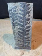 Fougère fossile Alethopteris zeilleri 290 millions d'années, Collections, Enlèvement ou Envoi, Fossile