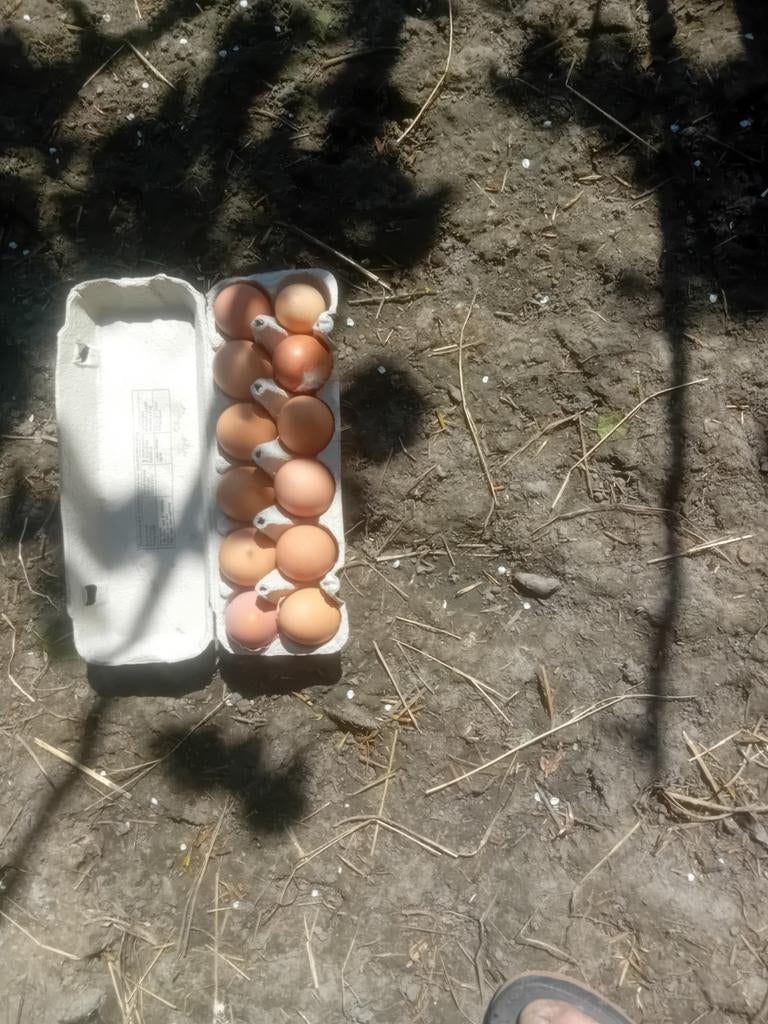 Bio dirent te koop avendre œufs frais bio, Dieren en Toebehoren, Reptielen en Amfibieën