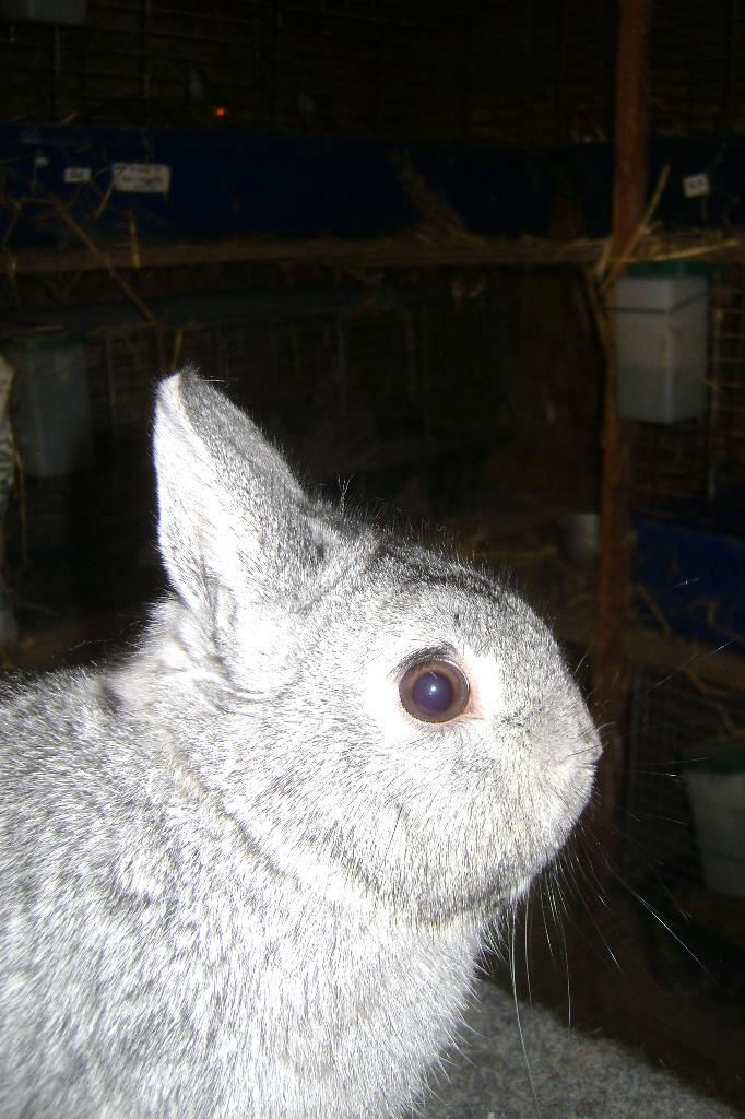 Raszuivere kleurdwergen, Dieren en Toebehoren, Konijnen, Dwerg, Meerdere dieren, Hangoor