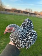 Wyandotte kriel hennen