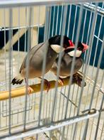 Couple padda/java, Animaux & Accessoires