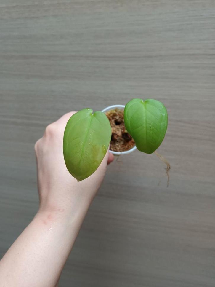 Syngonium chiapense, Maison & Meubles, Plantes d'intérieur, Enlèvement ou Envoi