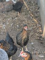 Legkippen, Dieren en Toebehoren, Pluimvee