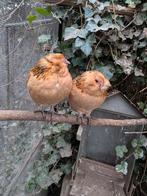 Barbus d Anvers pure race bagues 2025, Plusieurs animaux, Oiseau tropical, Domestique