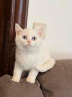 Britse korthaar  kitten, Plusieurs animaux, Vermifugé, 0 à 2 ans