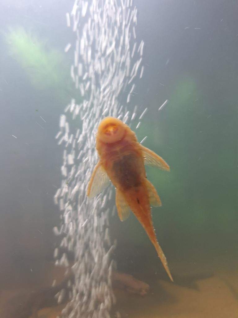 Albino ancistrus mannen Bristlenose, Animaux & Accessoires, Poissons | Poissons d'aquarium