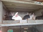 Duitse reuzen koopje !!!!, Animaux & Accessoires, Lapins