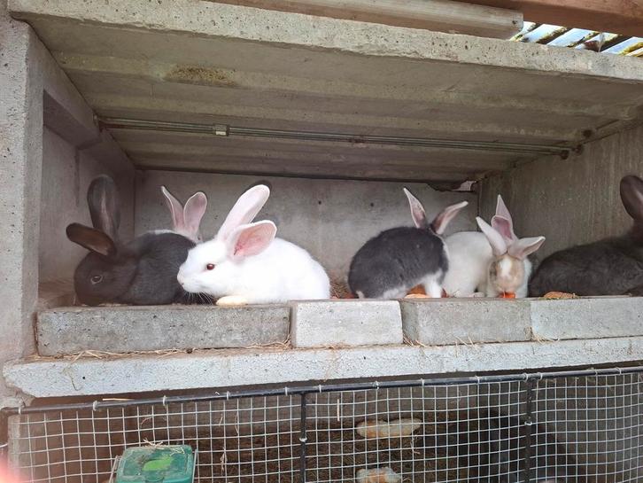 Duitse reuzen koopje !!!!, Animaux & Accessoires, Lapins