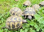 Griekse landschildpadden (THB), Dieren en Toebehoren, Reptielen en Amfibieën, Schildpad, 0 tot 2 jaar