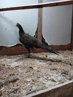 Chinquis pauwfazant, Dieren en Toebehoren, Vogels | Duiven