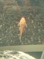 Ancistrus albino Bristlenose, Dieren en Toebehoren, Vissen | Aquariumvissen