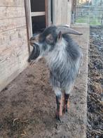 Dwerggeit dekbok blauwschimmel, Dieren en Toebehoren