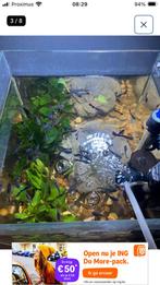 4 kleine Guppy’s GRATIS, Watersport en Boten, Ophalen, Zo goed als nieuw