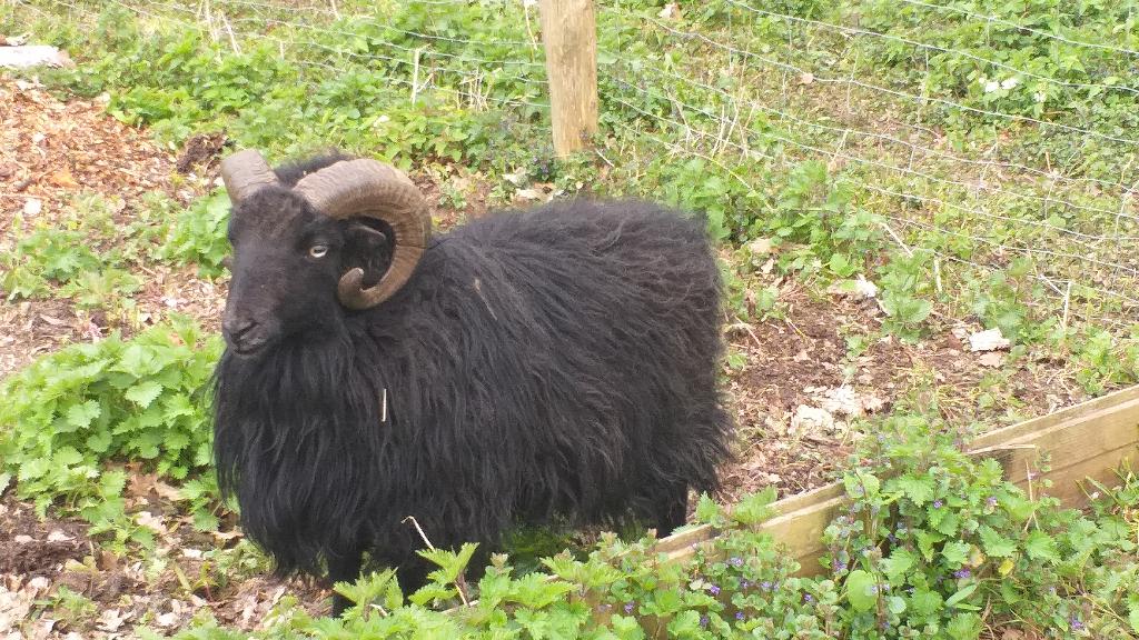 Ouessant Ram, Mâle, Mouton, 3 à 5 ans