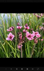 Butomus. Plantes d'etangs, Enlèvement, Été, Plante fixe, Plantes de bassin