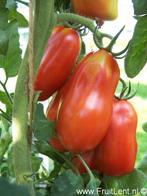 plants de tomates San Marzano 3 tomates précoces, Jardin & Terrasse, Annuelle, Été, Enlèvement, Plantes potagères