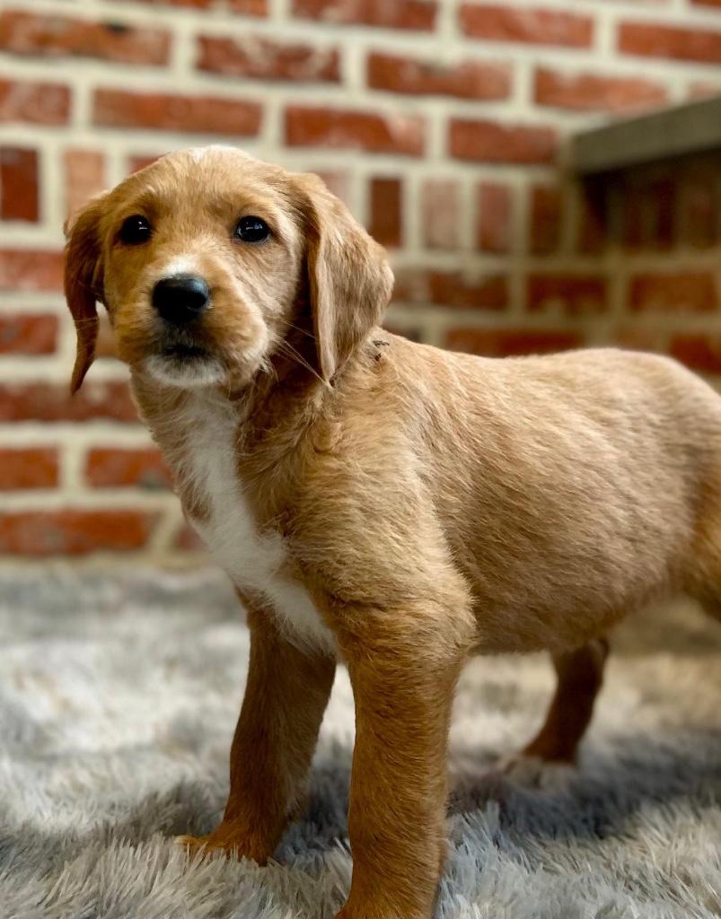 Leuke labradoodle pups, Dieren en Toebehoren, Honden | Retrievers, Spaniëls en Waterhonden, Meerdere dieren, Labrador retriever