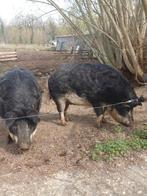 2 Mangalica zeugen zoeken nieuwe thuis, Maart, Vrouwelijk