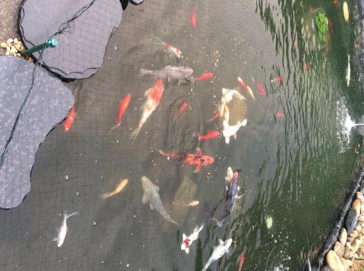 Vijver, Tuin en Terras, Vijver-toebehoren, Ophalen