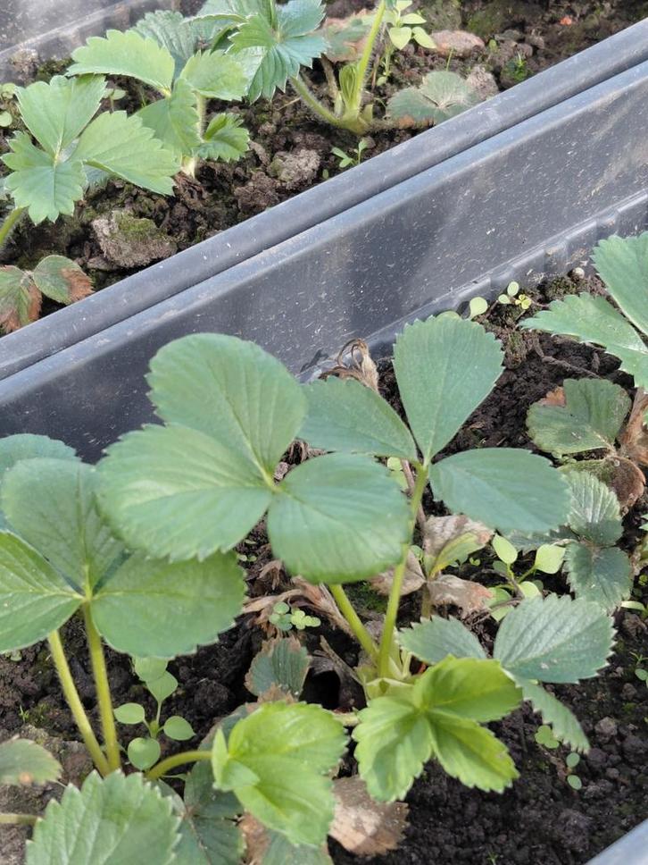 Aardbeiplanten Ostara, Tuin en Terras, Planten | Tuinplanten, Ophalen of Verzenden