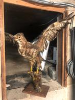 Taxidermie Opgezette buizerd, Ophalen