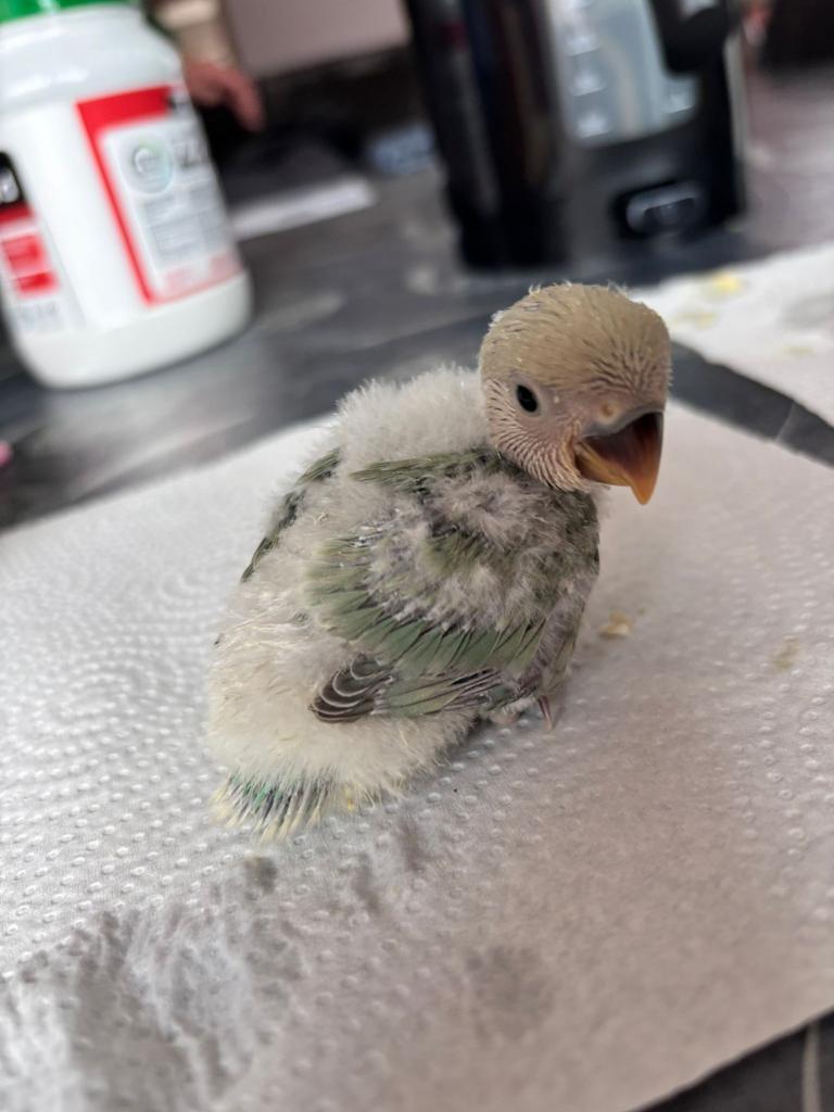 Agapornis (dwergpapegaai), Dieren en Toebehoren, Vogels | Parkieten en Papegaaien