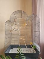 Speciale kanaries te koop (man en vrouw), Meerdere dieren, Kleurkanarie