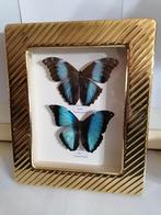 Taxidermy, Verzamelen, Dierenverzamelingen, Verzenden, Nieuw, Insect, Opgezet dier