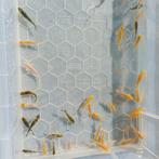 Baby koi's 5 - 9cm, Dieren en Toebehoren