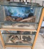 2 Terrariums + houten stelling | 85x40x50 cm, Dieren en Toebehoren, Ophalen