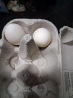 Broedeieren zilverbrakels, Dieren en Toebehoren, Kip