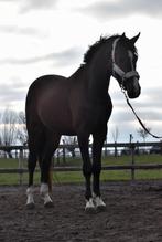 ## VRIENDELIJKE, super lieve en prachtige KWPN ruin ##, Dieren en Toebehoren, Pony's, Ruin, Met stamboom, 3 tot 6 jaar