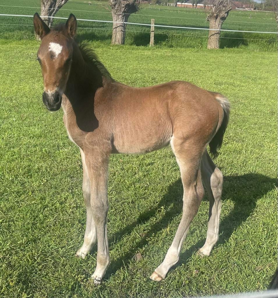 BWP veulen met top afstamming, Dieren en Toebehoren, Paarden, Hengst, L