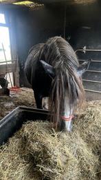 PRE hengst, Dieren en Toebehoren, Paarden, Hengst