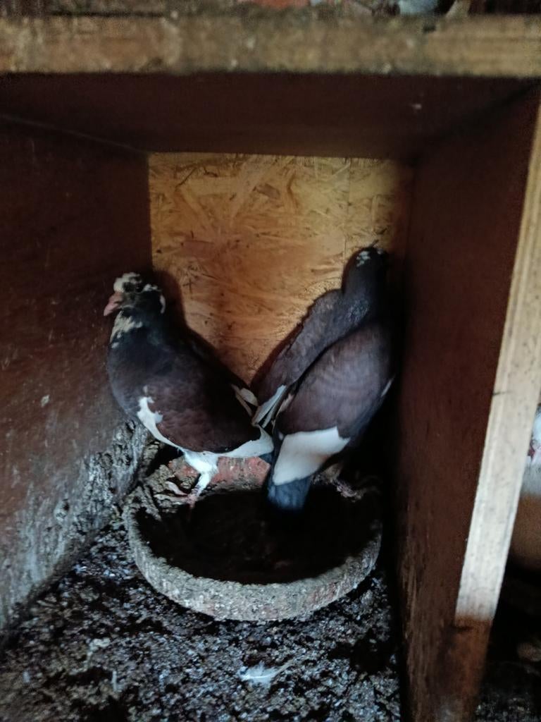 jonge duiven in de pan, Animaux & Accessoires