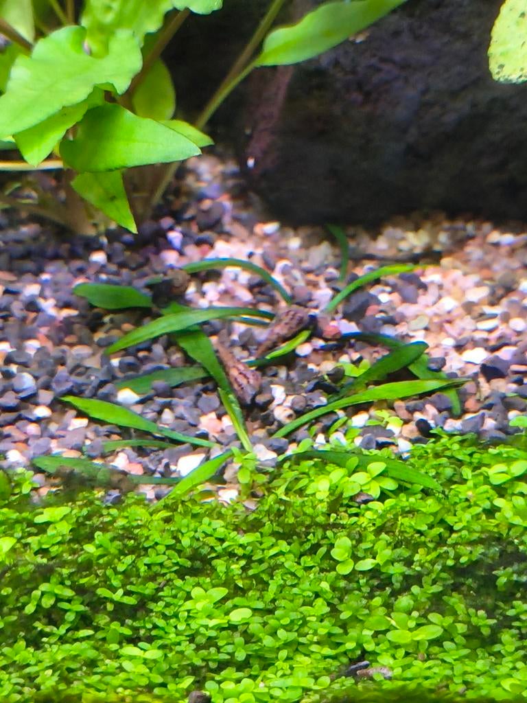 Maleisische torenslakjes (5 stuks voor 1€), Dieren en Toebehoren, Vissen | Aquariumvissen