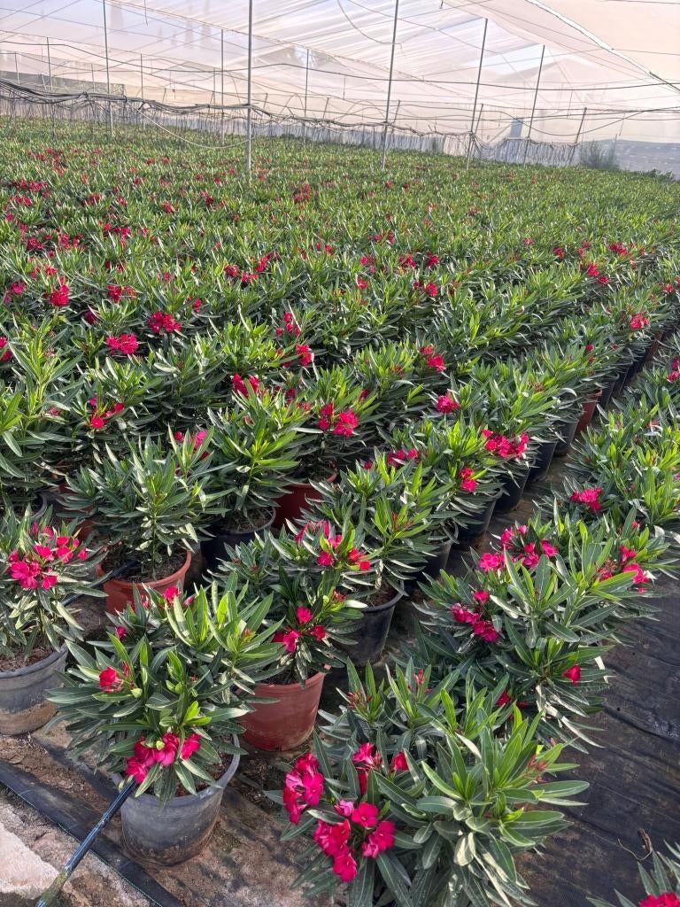 Nerium oleander rood, Ophalen
