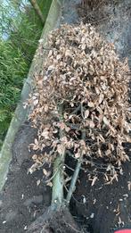 Haie de hêtres verts. Extrait, Jardin & Terrasse, Enlèvement, Haie de hêtre