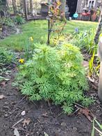 Monnikskapplant, Ophalen