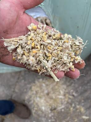 Mks mais, November, Mannelijk