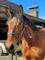 jument sauteuse prometteuse de 4 ans, Animaux & Accessoires, B, 165 à 170 cm, Avec pedigree, Cheval de saut
