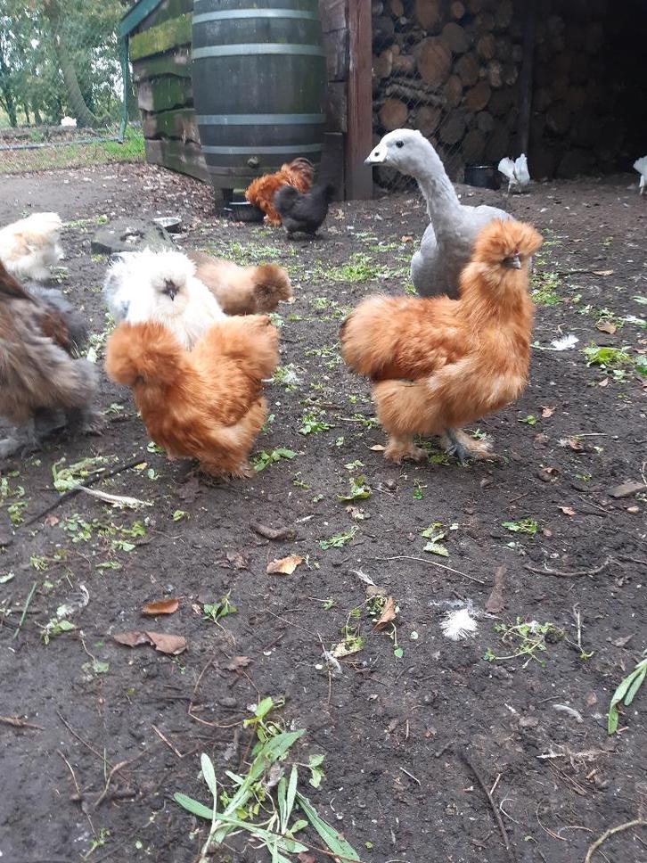 zijdehoen broedeitjes, Dieren en Toebehoren, Pluimvee, Geslacht onbekend