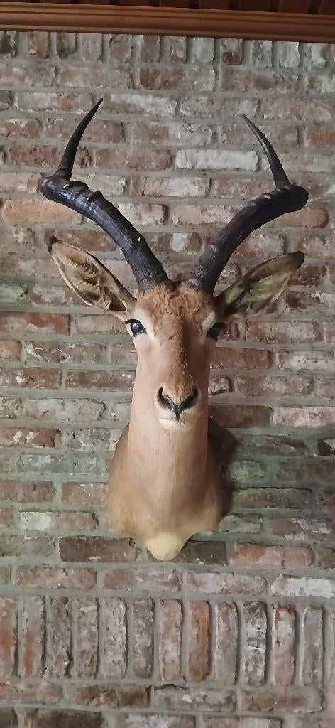 Opgezette Impala, Verzamelen, Dierenverzamelingen, Ophalen, Wild dier, Gewei of Kop