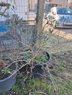 Olivier, oliveraie, Jardin & Terrasse, Plantes | Arbres, Enlèvement, Olivier