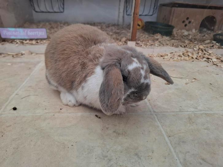 Jonge mannelijk dwergkonijn, Dieren en Toebehoren, Konijnen, Dwerg, Mannelijk, 0 tot 2 jaar, Hangoor