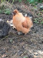 Zijdehoender haan, Dieren en Toebehoren